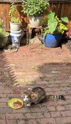 Found/Stray Unknown Cat last seen Gay st & mansion st, Philadelphia, PA 19127