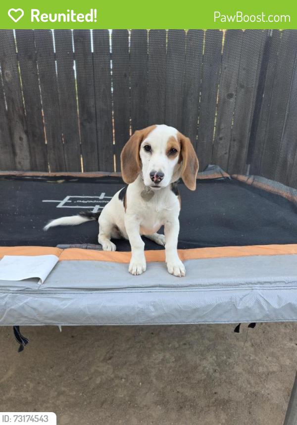 Reunited Female Dog last seen Herndon and brawley in the tractor supply parking lot, Fresno, CA 93722