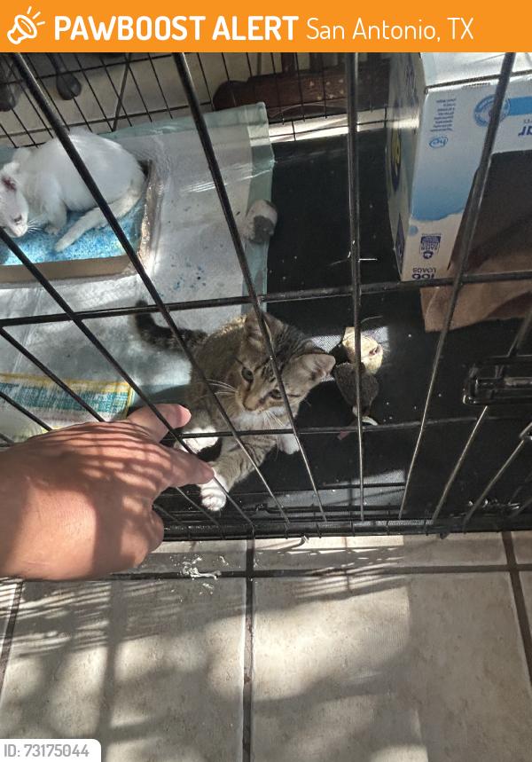 Found/Stray Unknown Cat last seen Military dr wes, San Antonio, TX 78251