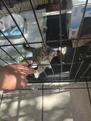 Found/Stray Unknown Cat last seen Military dr wes, San Antonio, TX 78251