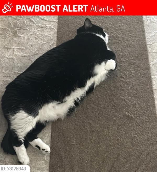 Lost Male Cat last seen Nancy Creek, Atlanta, GA 30319