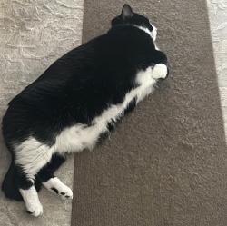 Lost Male Cat last seen Nancy Creek, Atlanta, GA 30319