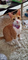 Reunited Male Cat last seen Winding river Drive, Bloomingdale, FL 33596