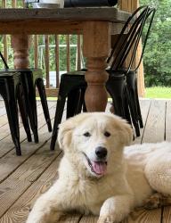 Lost Female Dog last seen Mikell Rd., Jefferson County, AL 35180