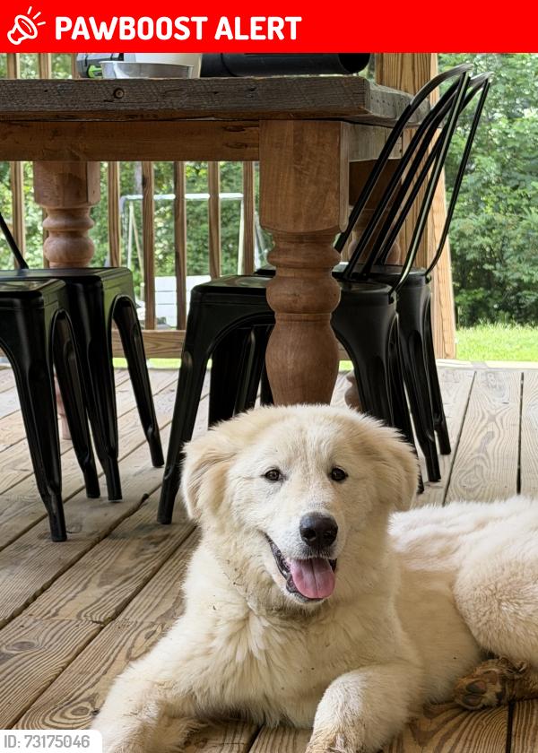 Lost Female Dog last seen Mikell Rd., Jefferson County, AL 35180