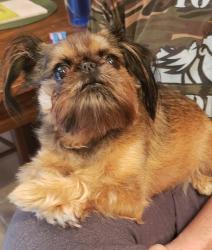Reunited Female Dog last seen Autumn Oaks, Chester, VA 23831