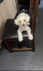 Reunited Female Dog last seen B676dx, West Midlands, England B67 6DX
