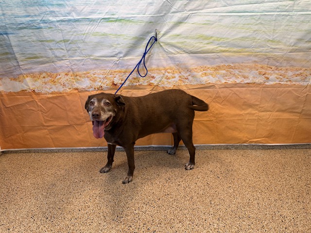 Shelter Stray Female Dog last seen Near BLOCK NW 50 ST, 3599 NW 79th Ave, Doral, FL 33122, USA