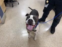Shelter Stray Male Dog last seen Near BLOCK NE 8 ST, 3599 NW 79th Ave, Doral, FL 33122, USA