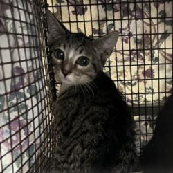 Shelter Stray Female Cat last seen , 1850 W 60th St, Los Angeles, CA 90047, USA