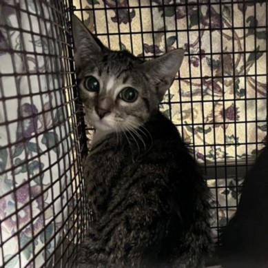 Shelter Stray Female Cat last seen , 1850 W 60th St, Los Angeles, CA 90047, USA