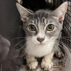 Shelter Stray Male Cat last seen , 1850 W 60th St, Los Angeles, CA 90047, USA