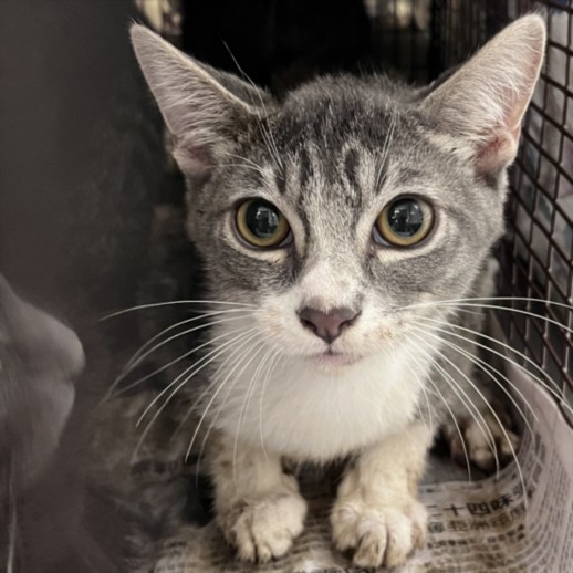 Shelter Stray Male Cat last seen , 1850 W 60th St, Los Angeles, CA 90047, USA