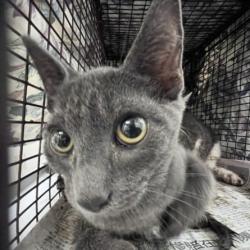 Shelter Stray Male Cat last seen , 1850 W 60th St, Los Angeles, CA 90047, USA