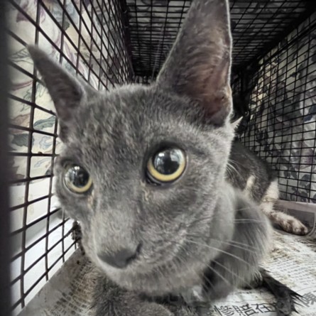 Shelter Stray Male Cat last seen , 1850 W 60th St, Los Angeles, CA 90047, USA
