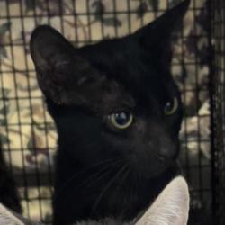 Shelter Stray Male Cat last seen , 1850 W 60th St, Los Angeles, CA 90047, USA