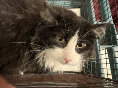 Shelter Stray Male Cat last seen , 14409 Vanowen St, Van Nuys, CA 91405, USA