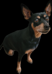 Reunited Female Dog last seen Manor library, San Leandro, CA 94579