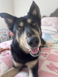 Shelter Stray Male Dog last seen CHARLOTTE, 8315 Byrum Dr, Charlotte, NC 28217, USA