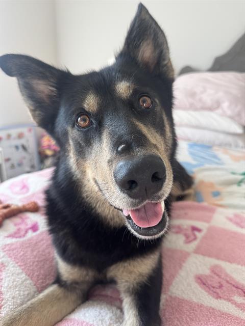 Shelter Stray Male Dog last seen CHARLOTTE, 8315 Byrum Dr, Charlotte, NC 28217, USA
