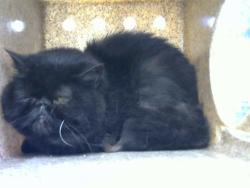 Shelter Stray Female Cat last seen TARGET LOMAS AND EUBANK, 8920 Lomas Blvd NE, Albuquerque, NM 87112, USA