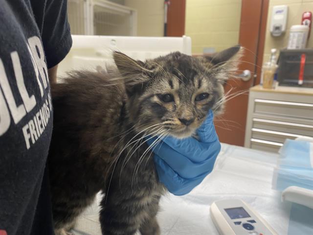 Shelter Stray Male Cat last seen Near BLOCK N 24TH PL, 3839 W Burnham St, West Milwaukee, WI 53215, USA