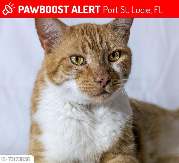 Lost Male Cat last seen Walton road, Port St. Lucie, FL 34952