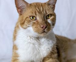Lost Male Cat last seen Walton road, Port St. Lucie, FL 34952