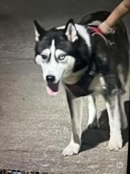 Lost Female Dog last seen 10027Grover ln, Houston, TX 77041