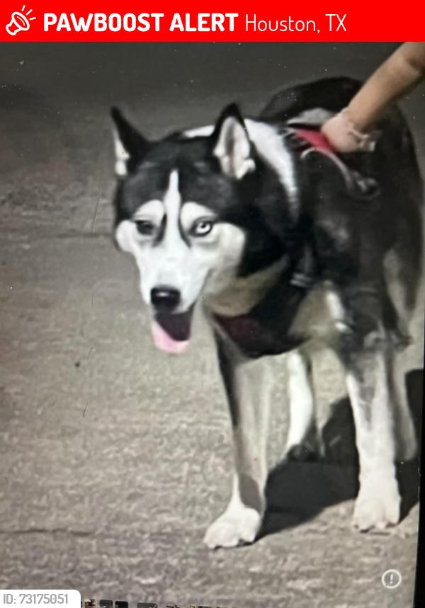 Lost Female Dog last seen 10027Grover ln, Houston, TX 77041
