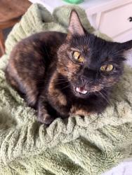 Lost Female Cat last seen Melissa Texas by Bucees and HEB. Hunters Ridge neighborhood, Melissa, TX 75454
