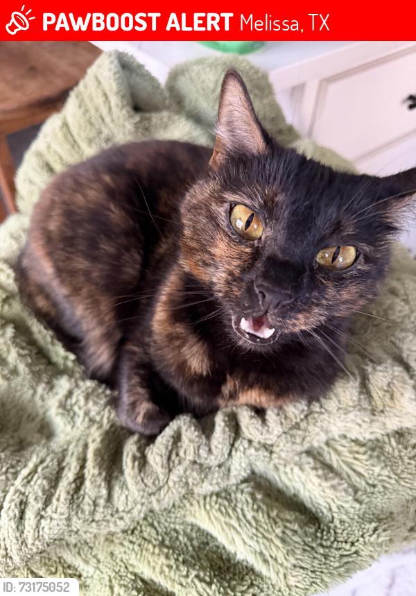 Lost Female Cat last seen Melissa Texas by Bucees and HEB. Hunters Ridge neighborhood, Melissa, TX 75454