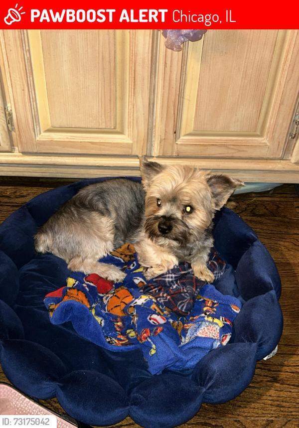 Lost Male Dog last seen Austin & Belmont, Chicago, IL 60634