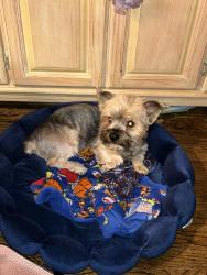 Lost Male Dog last seen Austin & Belmont, Chicago, IL 60634