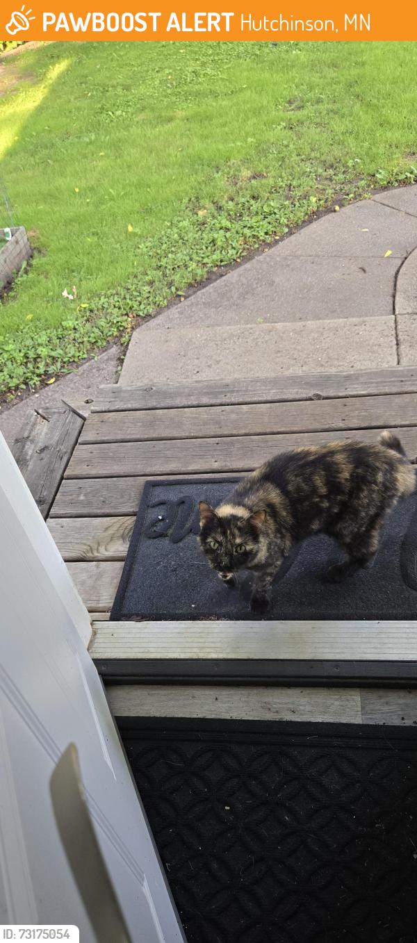 Found/Stray Female Cat last seen Main Street, Hutchinson, MN 55350