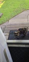 Found/Stray Female Cat last seen Main Street, Hutchinson, MN 55350