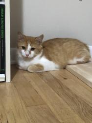 Lost Male Cat last seen Beechwood Road, West Front Street, Middletown Lincroft Road, Middletown Township, NJ 07738