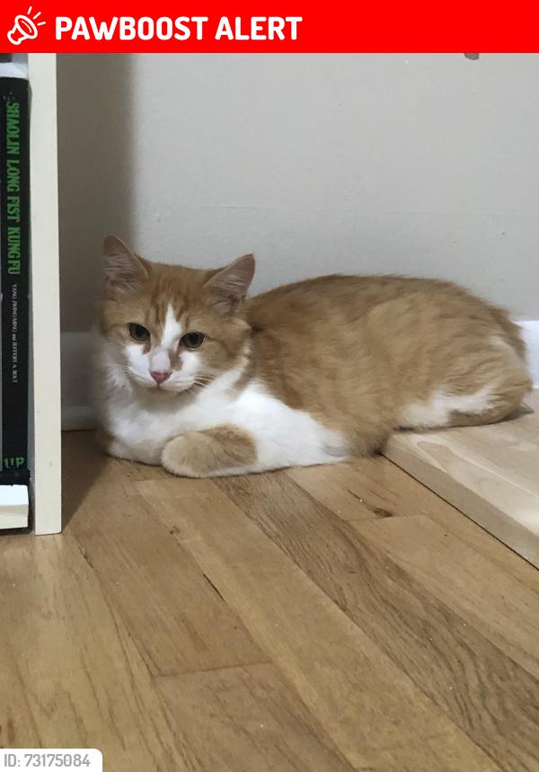 Lost Male Cat last seen Beechwood Road, West Front Street, Middletown Lincroft Road, Middletown Township, NJ 07738