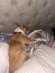 Lost Female Dog last seen Silverado ranch and serene, Henderson, NV 89123
