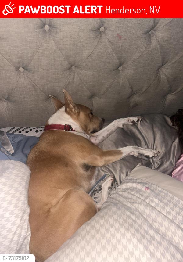 Lost Female Dog last seen Silverado ranch and serene, Henderson, NV 89123