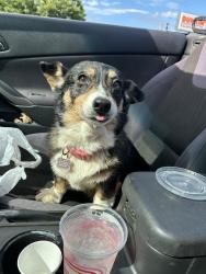 Reunited Female Dog last seen Rolling Acres Dr, Johnson City, TN 37615, USA, Johnson City, TN 37615