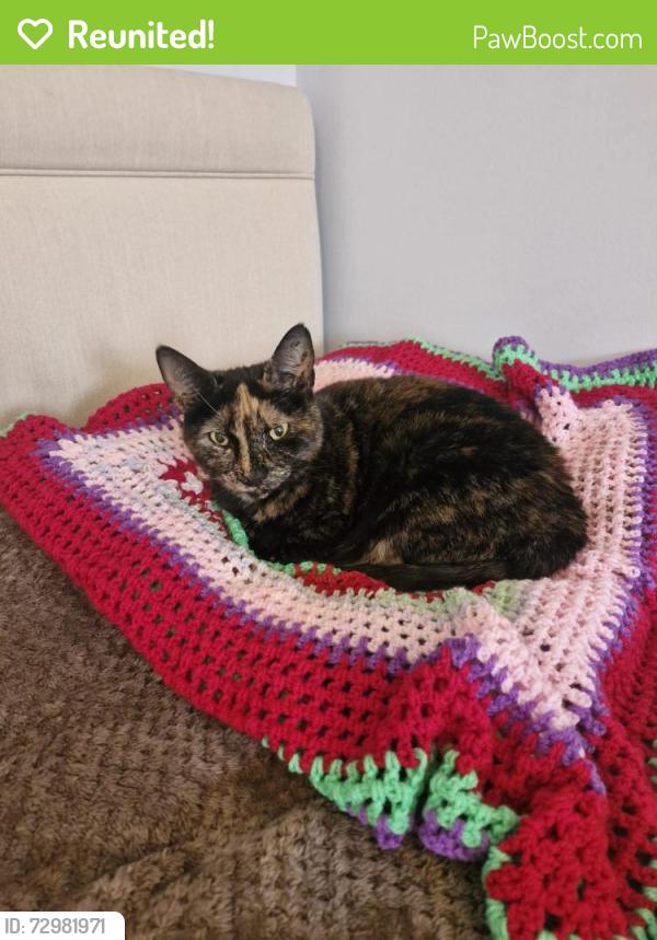 Reunited Female Cat last seen Kipling Road, Hilsea, Hilsea, England PO2