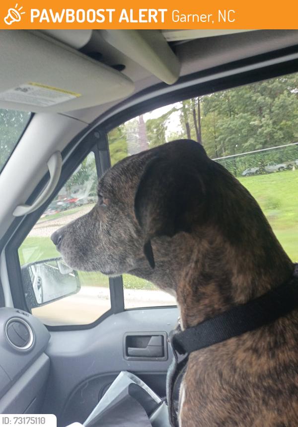 Found/Stray Male Dog last seen White oak road garner, Garner, NC 27529