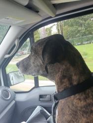 Found/Stray Male Dog last seen White oak road garner, Garner, NC 27529