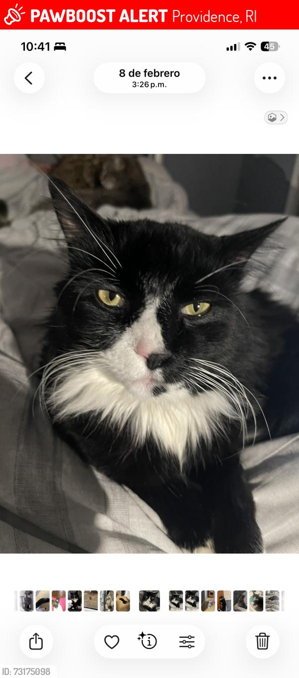 Lost Male Cat last seen Manton ave fruit ave y Huber ave, Providence, RI 02909