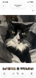 Lost Male Cat last seen Manton ave fruit ave y Huber ave, Providence, RI 02909