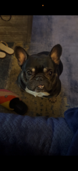 Lost Male Dog last seen La Neuville Rd, Lafayette, LA 70508