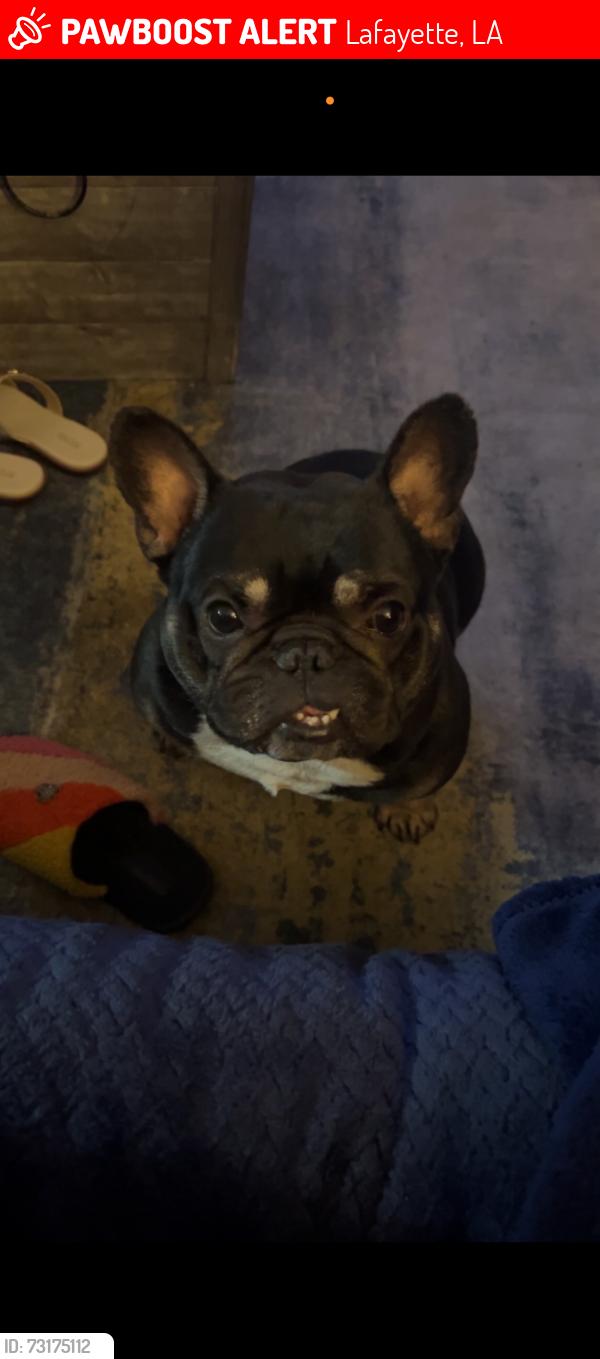Lost Male Dog last seen La Neuville Rd, Lafayette, LA 70508