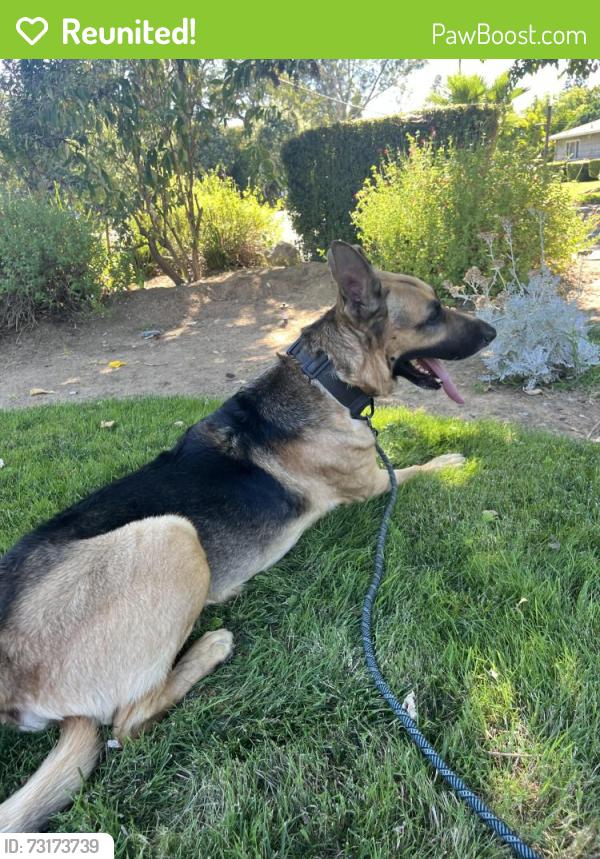 Reunited Male Dog last seen Payton st and Edison St, Arden-Arcade, CA 95821