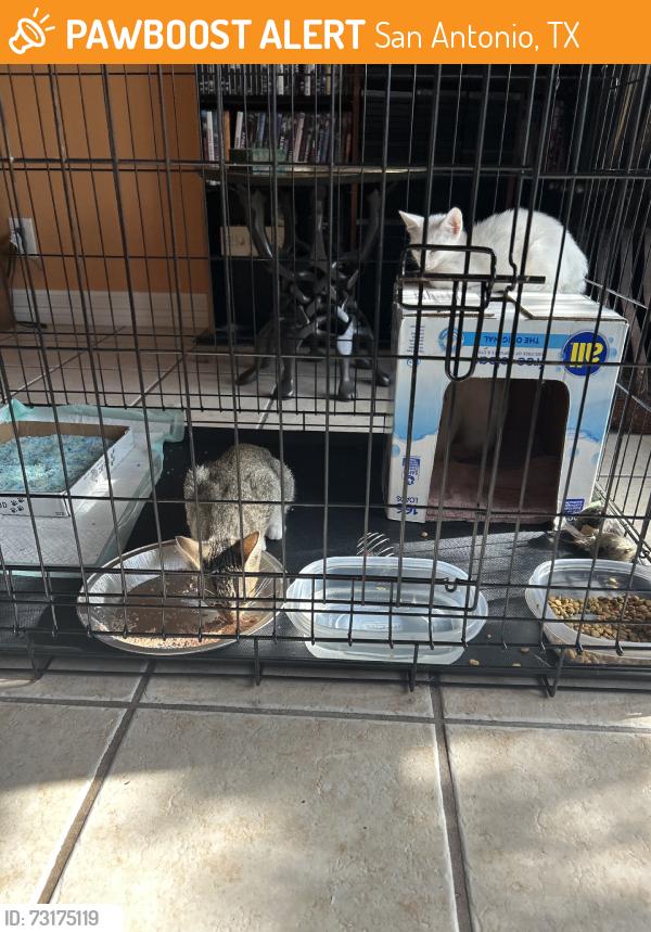 Found/Stray Unknown Cat last seen Seascape, San Antonio, TX 78251